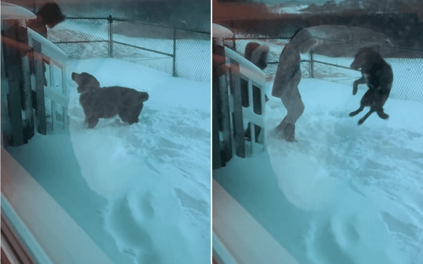 Rescue Dog's Joyful Realization of Forever Home Caught on Camera