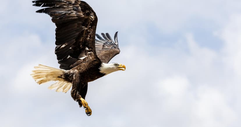 Eagle Shot in Wing Rebounds to Freedom