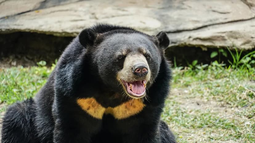 Bear Sees Sun After 27 Years in Cage