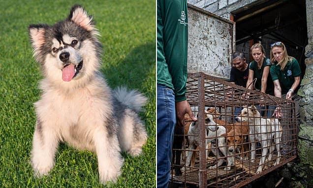 Disabled Puppy Rescued from Meat Trade Thrives