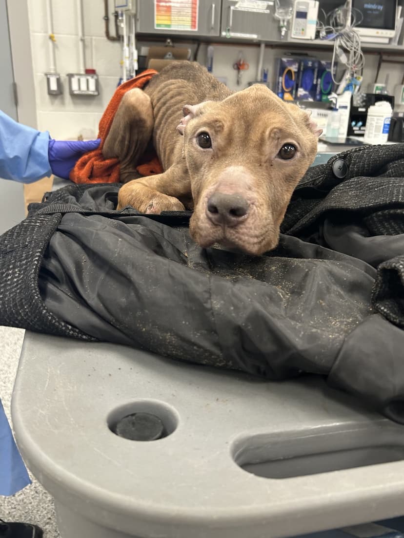 Puppy Found Unimaginably Thin, Fighting for Life
