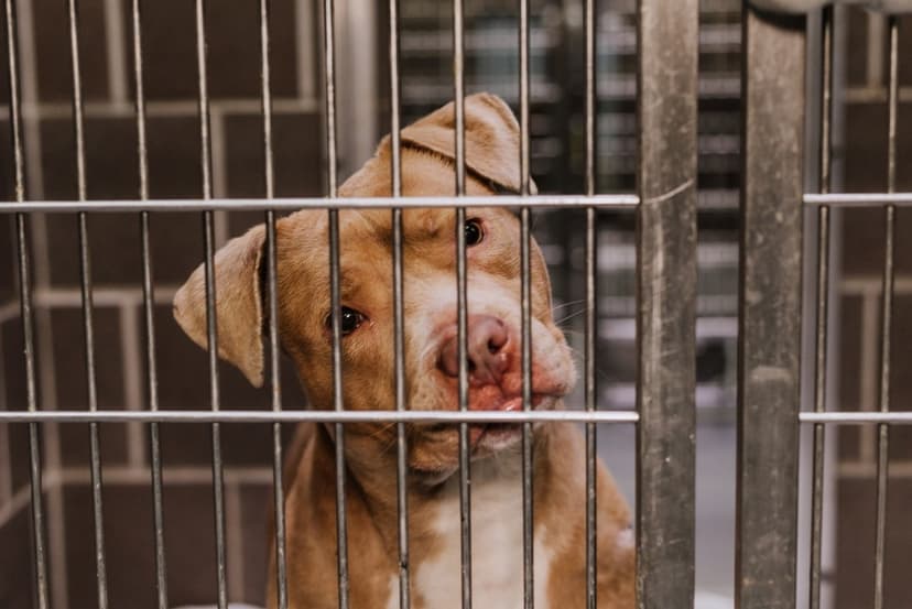 Abused dog finds loving home, inspires thousands