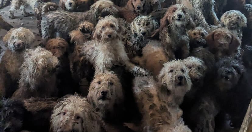 Dogs Rescued From Squalor Find Loving Forever Homes