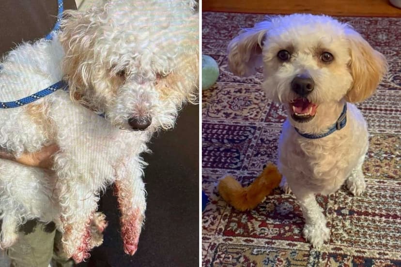 Dog Loses Leg But Not Spirit After Cruel Injury