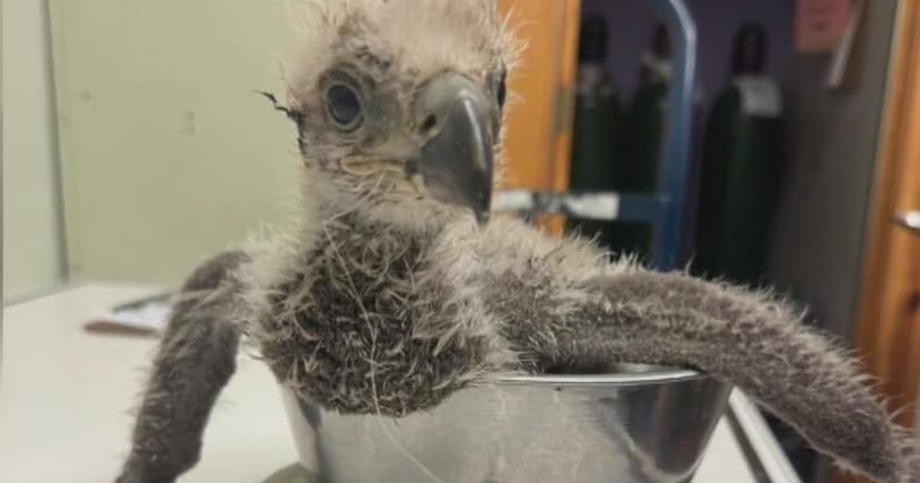 Eaglet Recovers After Swallowing Fishhook