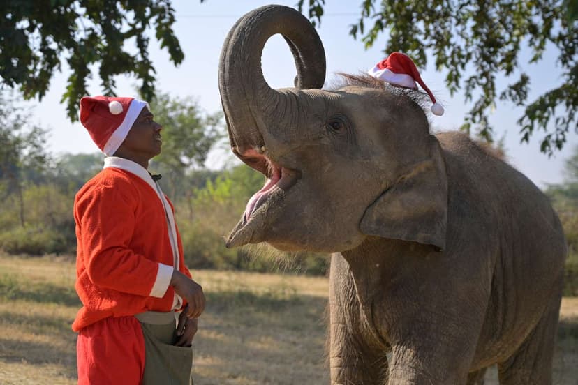 Rescued Elephant Celebrates Christmas with Holiday Feast