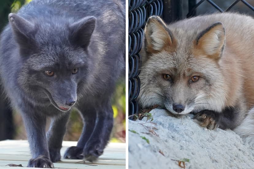 Rescued Foxes Find New Life at ZooTampa