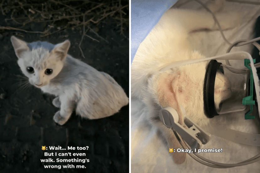 Kitten's Roadside Rescue Warms Hearts