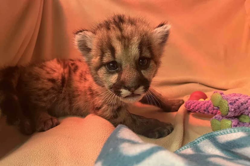 Tiny Cub's Second Chance: Oakland Zoo Rescues Mountain Lion