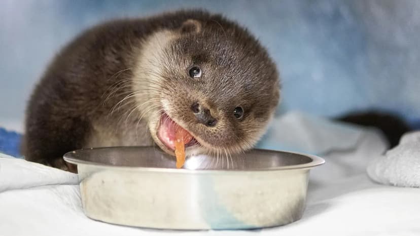 Tiny Otters Recovering After Rescue From Flooded Field
