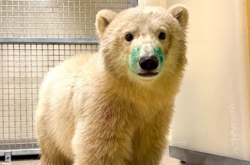 Orphaned Polar Bear Cub Rescued in Manitoba