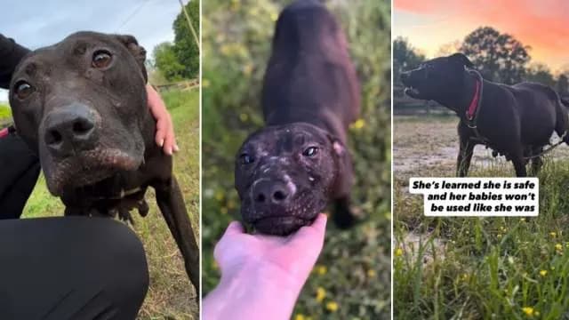 Pregnant Dog Rescued From Cruelty, Welcomes Seven Pups