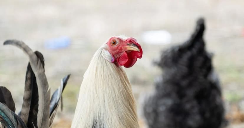 Rooster's Second Chance: From Cruelty to Sanctuary Life