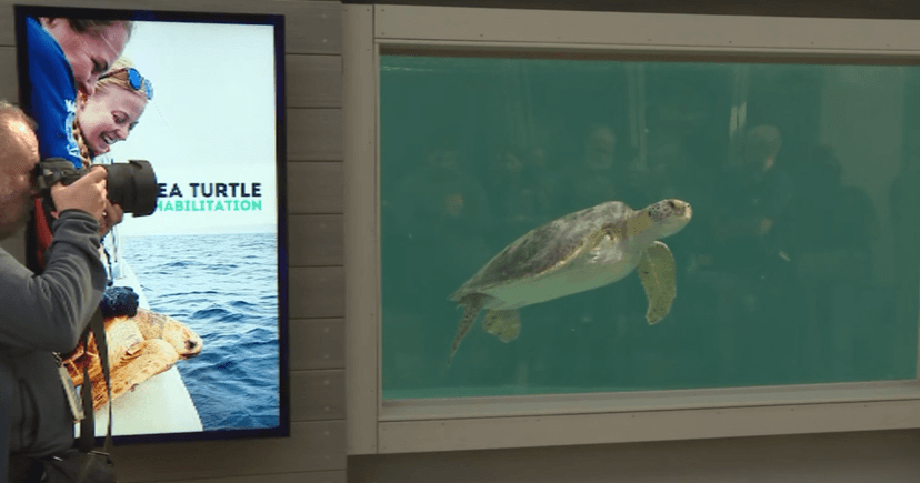 Rescued Sea Turtle Thrives in New Pool
