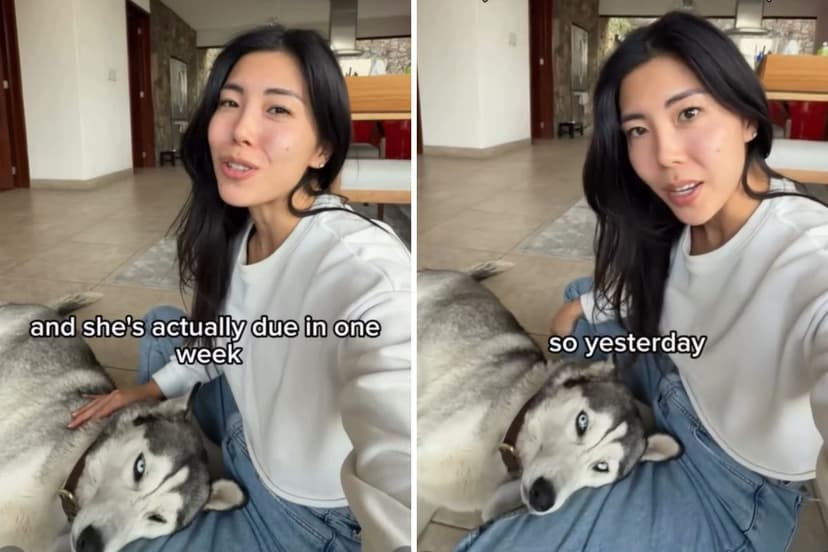 Surprise Rescue: Stray Dog Reveals She's Pregnant with Six Pups