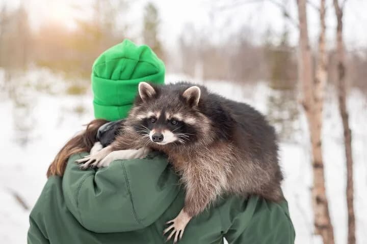 Viral Raccoon Shows Incredible Resilience