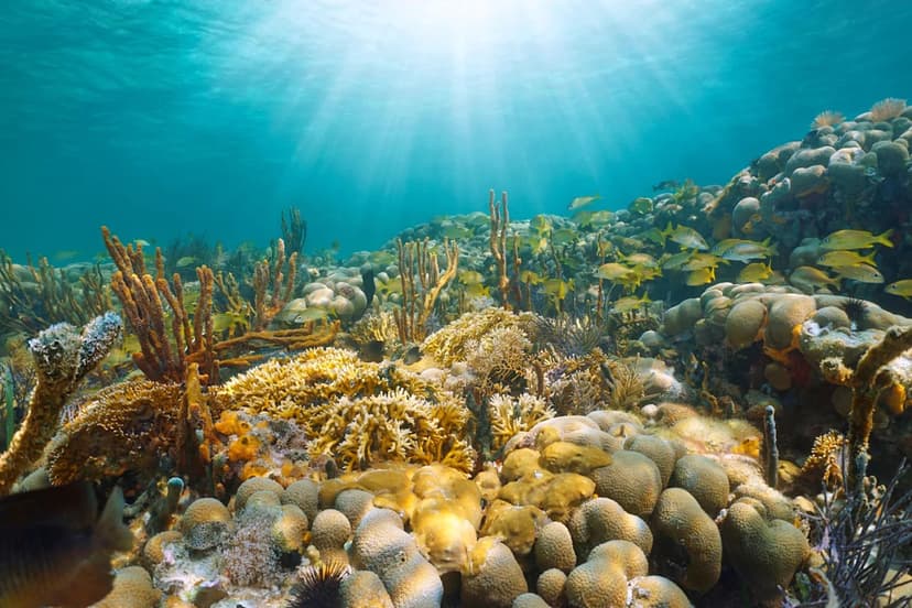 Super Reefs: Hope for Dying Coral in Warming Seas