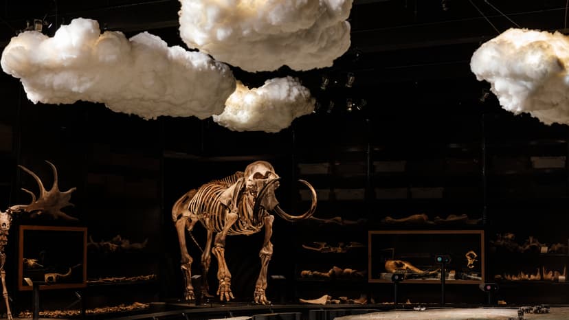 Retired Dutch Engineer Discovers Rare Woolly Rhino Fossil on Rotterdam Beach