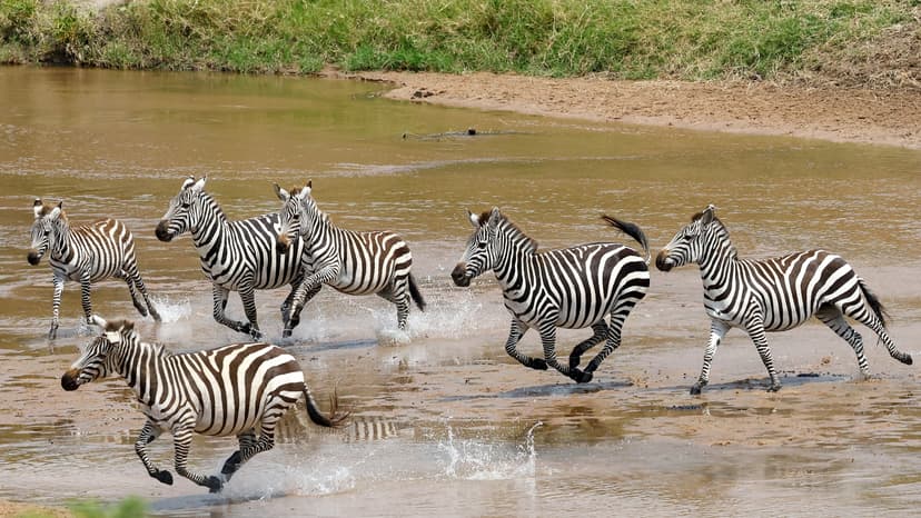 Luxury Camp Sparks Masai Mara Migration Corridor Controversy