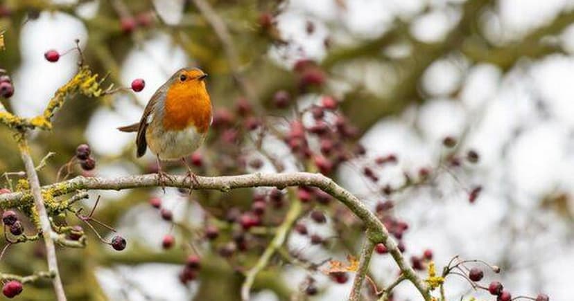 Robins Defy Seasonal Norms, Staying Put All Year Round