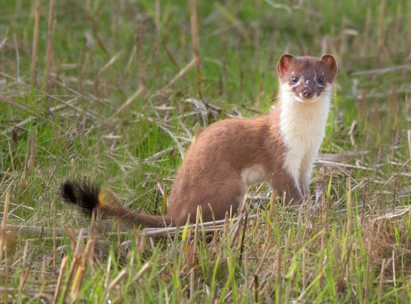 Rogue Stoat Evades £150K Hunt on Remote Scottish Island