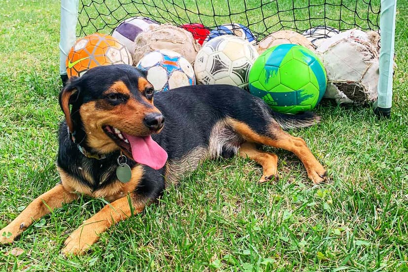 Chiweenie's Soccer Saves Go Viral