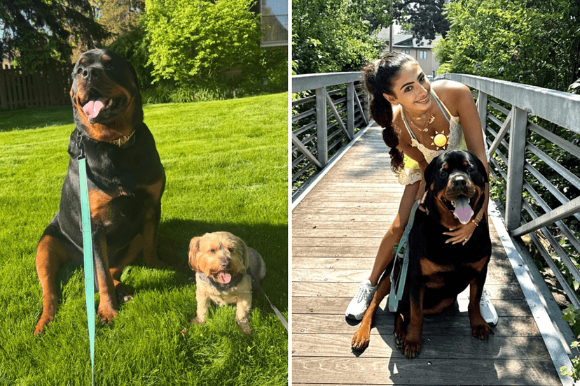 Rottweiler's Brave Cancer Battle and Reunion