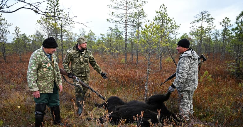 Siberian Bears Invade Town After Fatal Attacks
