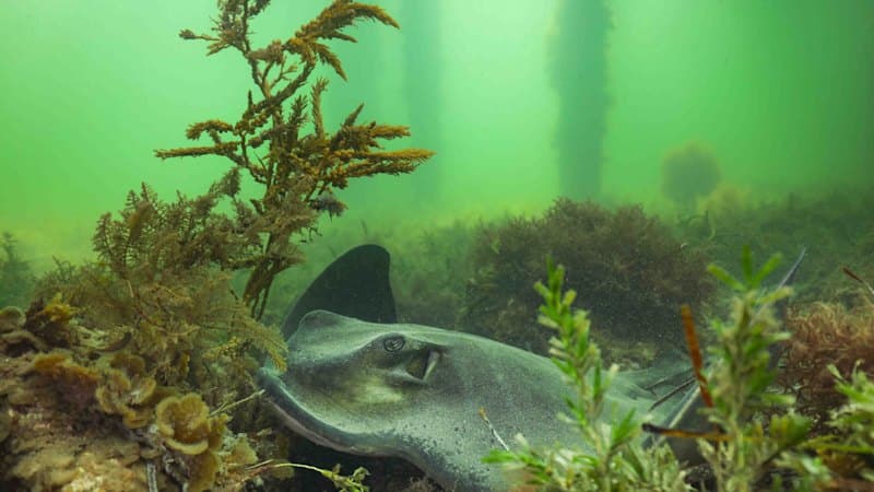 Algal Bloom Chokes SA Marine Life, Threatens Cuttlefish