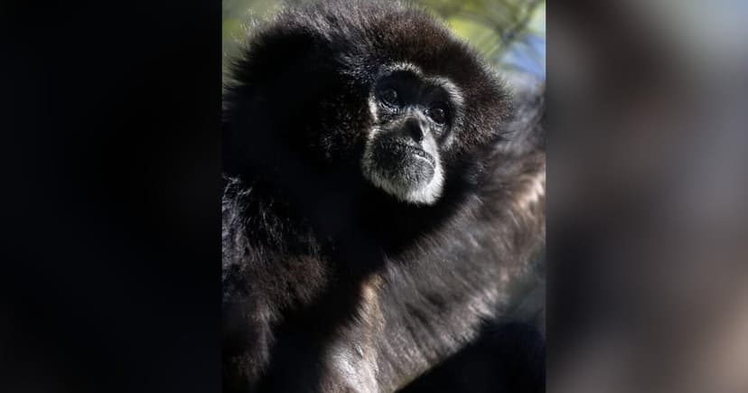 Sacramento Zoo's Beloved Gibbon Dies at 38