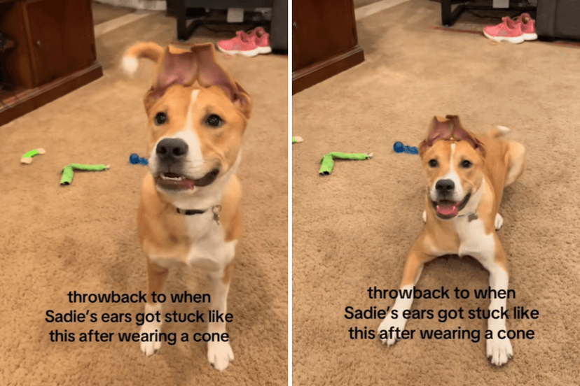 Dog's 'Satellite Dish' Ears Amuse Internet