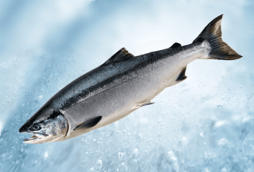 Salmon's Sacred Return: Dams Fall, Rivers Revive