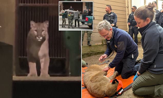 SF Streets Roamed by Mountain Lion for 30 Hours
