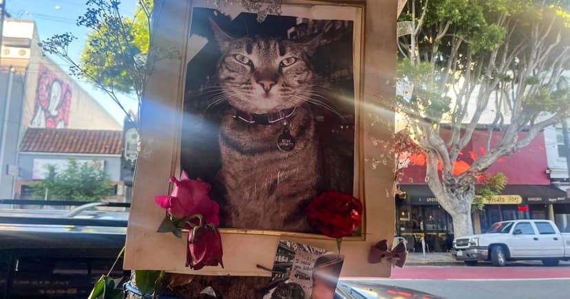 SF's Robotaxi Fears Grow After Cat Tragedy