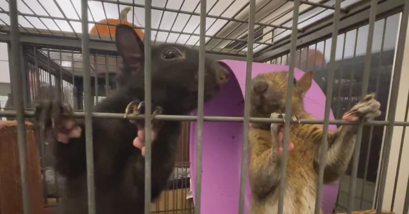 Wildlife Rescue Faces Extinction Amidst Funding Crisis