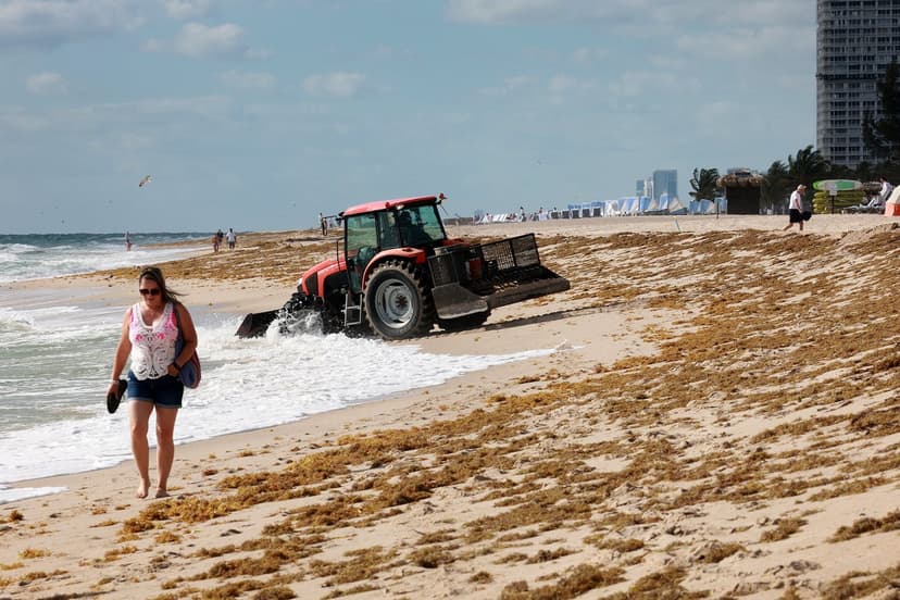 Stinky Sargassum: A Billion-Dollar Beach Blight