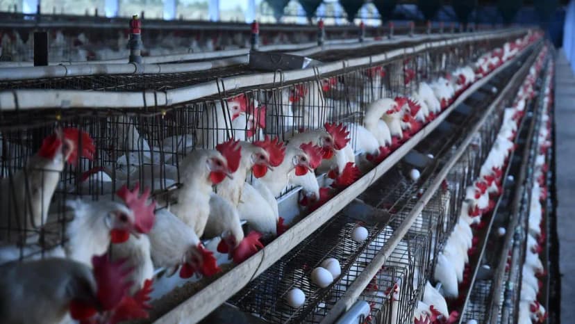 Indian Poultry Sector Immune to Saudi Import Ban