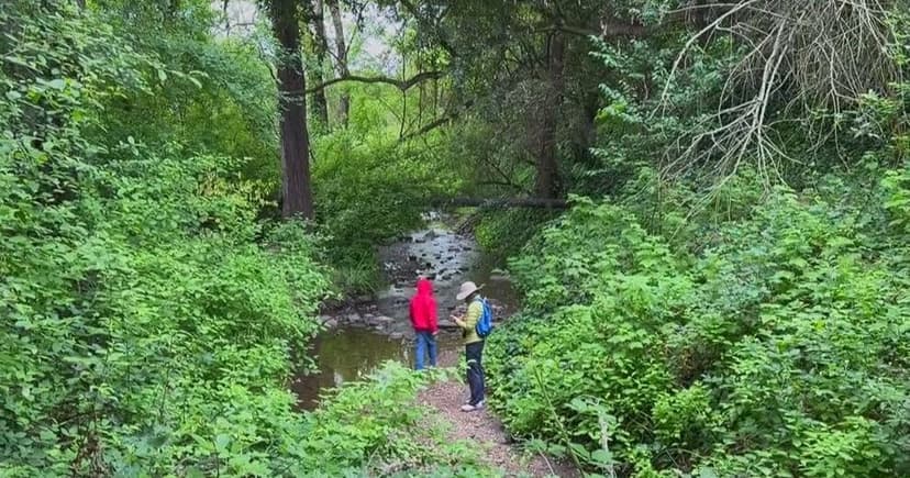 Urban Creek Thrives: Trout Return to Sausal Creek