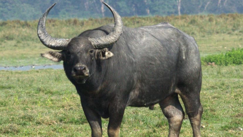 Assam Buffaloes to Repopulate Chhattisgarh Sanctuaries