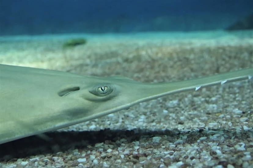 Sawfish Teeth Fuel Deadly Cockfights in Peru