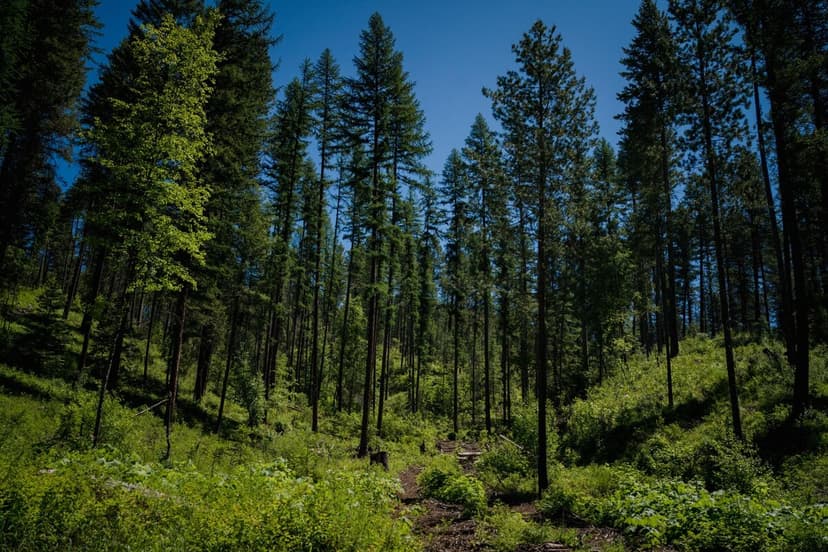 Forest Carbon Rules Spark Scientist Resignation