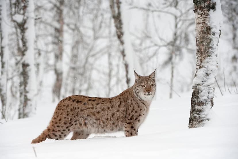 Scotland Considers Lynx Return After 500 Years
