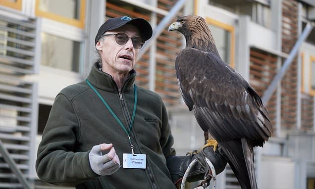 Falcons Reclaim Ancient Hunting Rights in Scotland