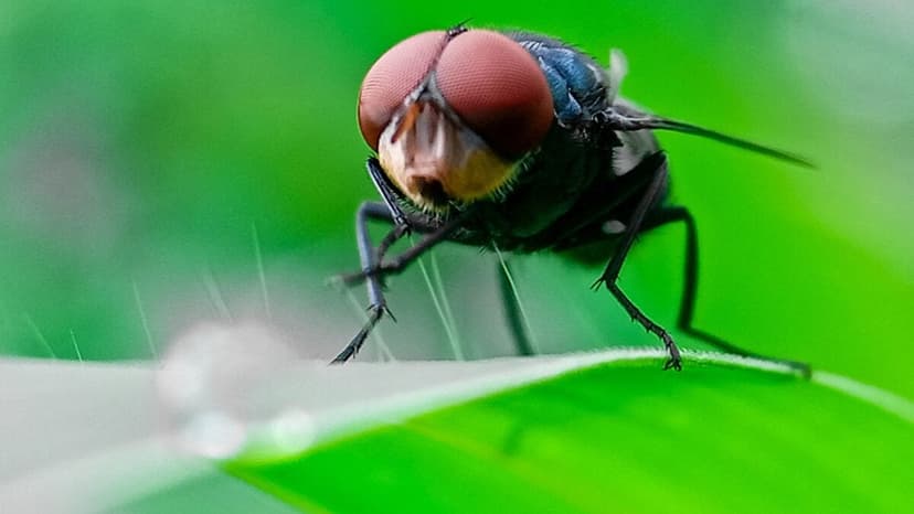Human Deaths Linked to Parasitic Fly in Mexico