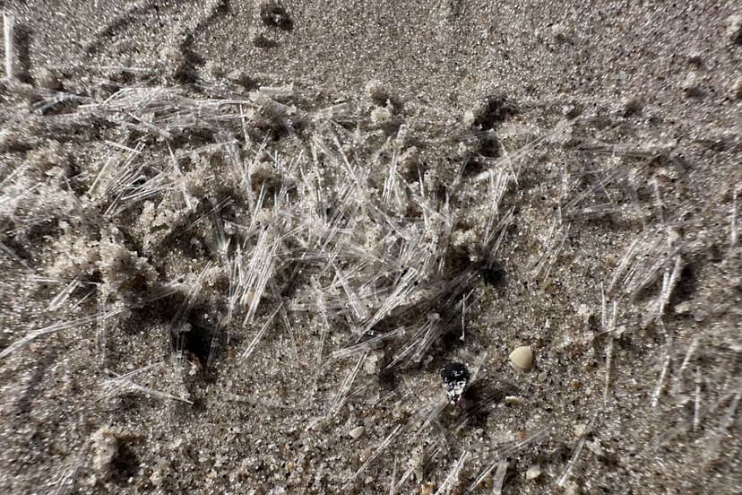 Tiny 'Sea Butterflies' Invade Texas Beaches