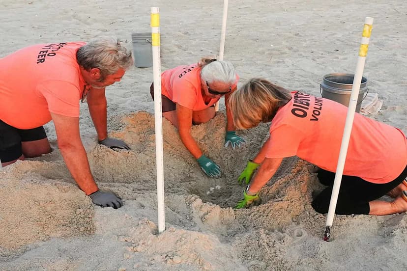 Beachfront Lighting Threatens Turtle Survival