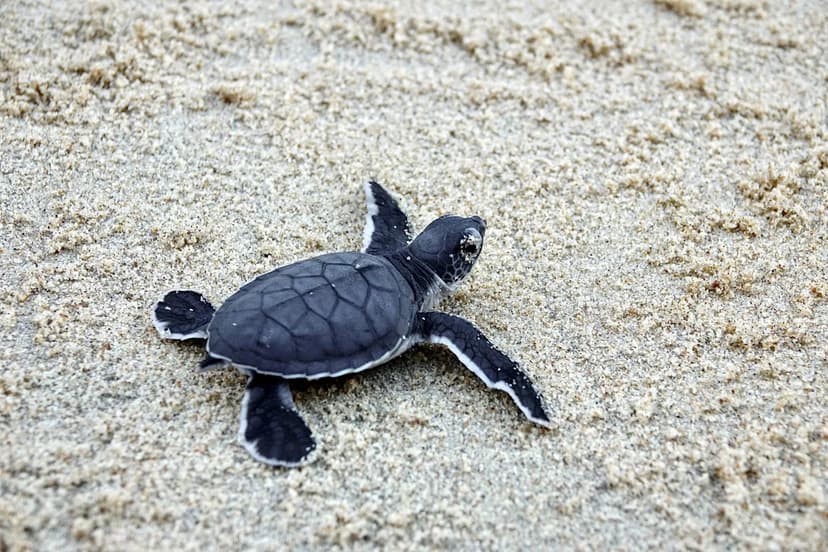 Sea Turtles vs. Beach Lights: A Coastal Battle
