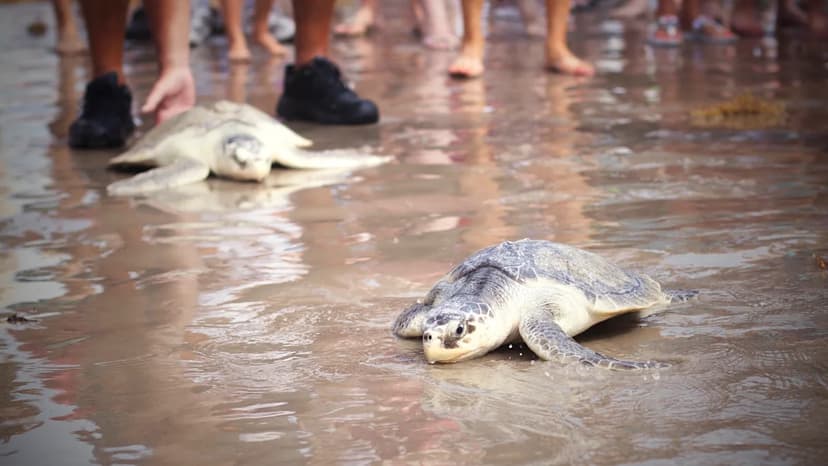 Cold Stunned Turtles Return to Ocean