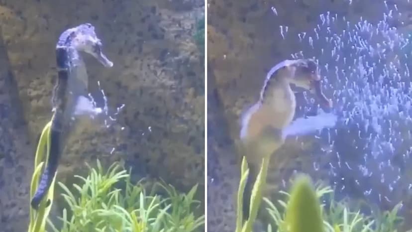 Male Seahorses: Nature's Dads Give Birth!
