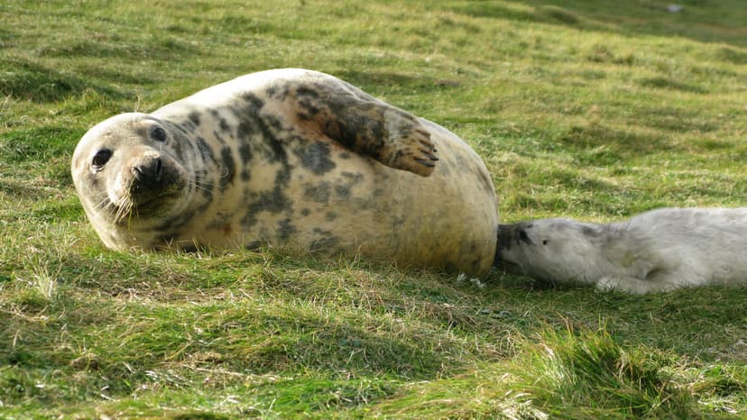 Seal Milk More Complex Than Human Milk, Study Finds